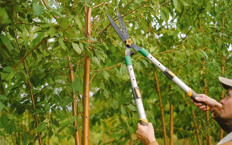 Tree trimming in Arlington, IA