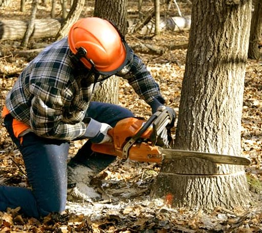Tree Removal in Arlington, IA